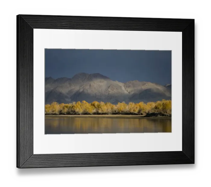 Framed Print : View of trees in autumn colour along river bank, River Khovd, Altai Mountains, Bayan-Ulgii, Western Mongolia, october Framed Print : View of trees in autumn colour along river bank, River Khovd, Altai Mountains, Bayan-Ulgii, Western Mongolia, october