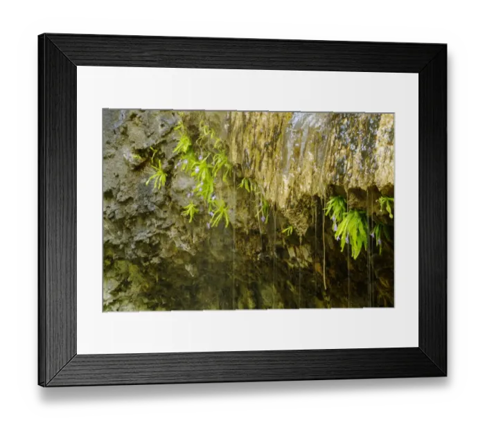 Framed Print : Long-leaved Butterwort (Pinguicula longifolia) flowering, group growing on wet limestone vertical walls Framed Print : Long-leaved Butterwort (Pinguicula longifolia) flowering, group growing on wet limestone vertical walls