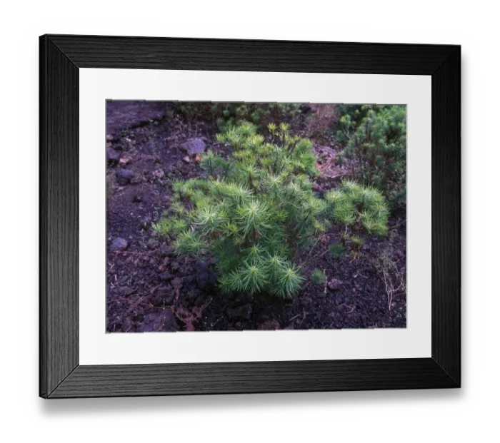 Framed Print : Darwins Shrub (Darwiniothamnus tenuifolius) Galapagos Framed Print : Darwins Shrub (Darwiniothamnus tenuifolius) Galapagos