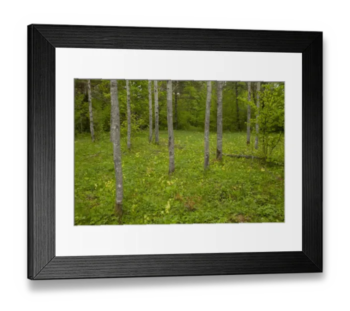 Framed Print : European Aspen (Populus tremula) trunks, growing in wooded meadow habitat, Tagamoisa Nature Reserve, Saaremaa Island Framed Print : European Aspen (Populus tremula) trunks, growing in wooded meadow habitat, Tagamoisa Nature Reserve, Saaremaa Island