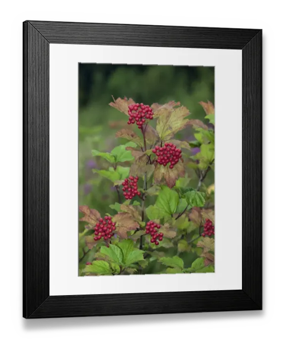 Framed Print : Guelder Rose (Viburnum opalus) close-up of berries and leaves, Norfolk, England, autumn Framed Print : Guelder Rose (Viburnum opalus) close-up of berries and leaves, Norfolk, England, autumn