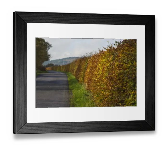 Framed Print : Common Beech (Fagus sylvatica) hedge, with leaves in autumn colour, growing beside road, Bleasdale, Lancashire