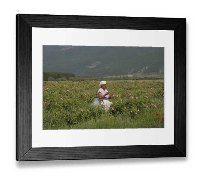 Framed Print : Farm worker harvesting crop of commercially grown Rose (Rosa sp. ) buds for perfume industry, Central Bulgaria, may Framed Print : Farm worker harvesting crop of commercially grown Rose (Rosa sp. ) buds for perfume industry, Central Bulgaria, may