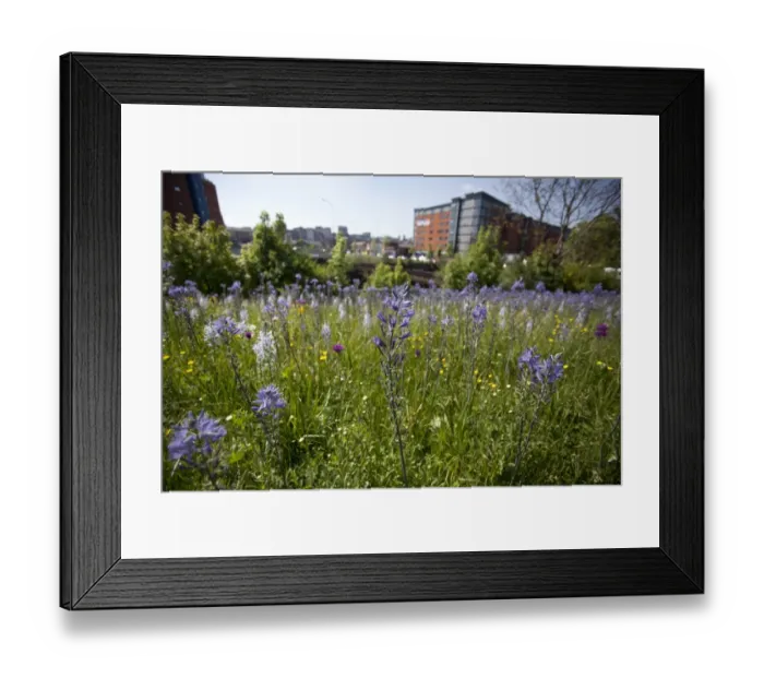 Framed Print : Mixed wildflowers planted in city centre, Sheffield, South Yorkshire, England, april Framed Print : Mixed wildflowers planted in city centre, Sheffield, South Yorkshire, England, april