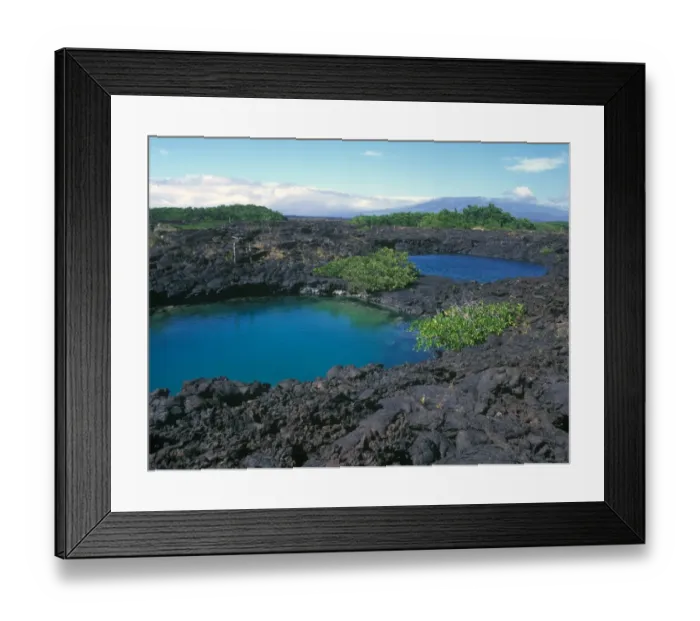 Framed Print : White Mangrove (Laguncularia racemosa)Growing by salt water pools, Punta Moreno, Isabela Framed Print : White Mangrove (Laguncularia racemosa)Growing by salt water pools, Punta Moreno, Isabela