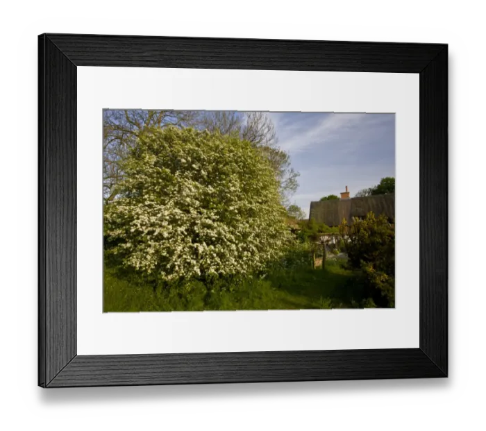 Framed Print : Common Hawthorn (Crataegus monogyna) flowering, growing in wildlife garden, Snow Street, Norfolk, England, may