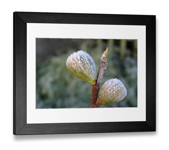 Framed Print : Common Fig (Ficus carica) close-up of frost covered fruit, in garden at dawn, Suffolk, England, november Framed Print : Common Fig (Ficus carica) close-up of frost covered fruit, in garden at dawn, Suffolk, England, november