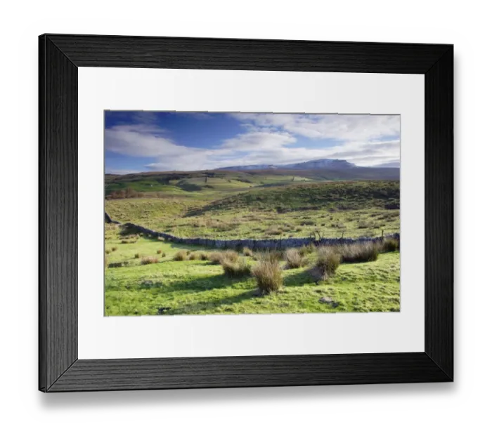 Framed Print : View of fell habitat with drystone wall, Pen-y-ghent in distance, Horton-in-Ribblesdale, Ribblesdale Framed Print : View of fell habitat with drystone wall, Pen-y-ghent in distance, Horton-in-Ribblesdale, Ribblesdale