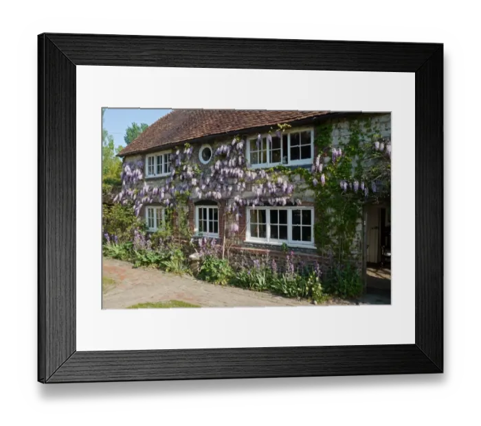 Framed Print : Chinese Wisteria (Wisteria sinensis) flowering, growing over house walls, Pulborough, West Sussex, England