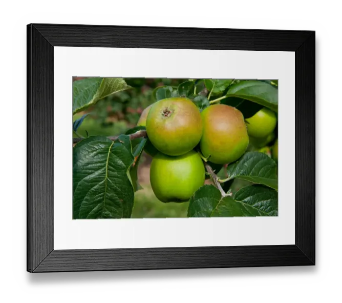 Framed Print : Cultivated Apple (Malus domestica) Bleinham Orange, close-up of fruit, growing in orchard, Norfolk, England, august