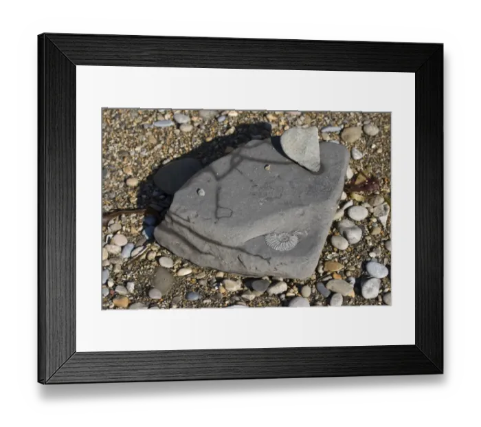 Framed Print : Ammonite fossil in exposed rock on beach, Chapmans Pool, Dorset, England, november