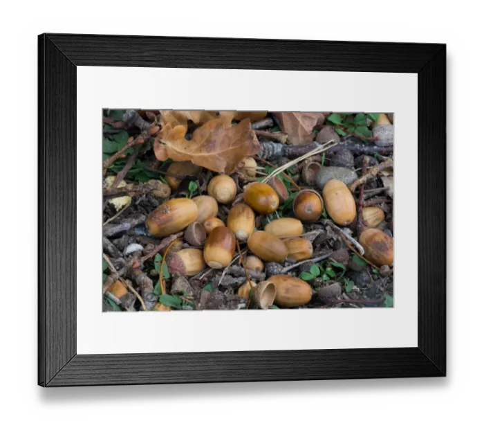 Framed Print : Common Oak (Quercus robur) close-up of fallen acorns, West Sussex, England, october