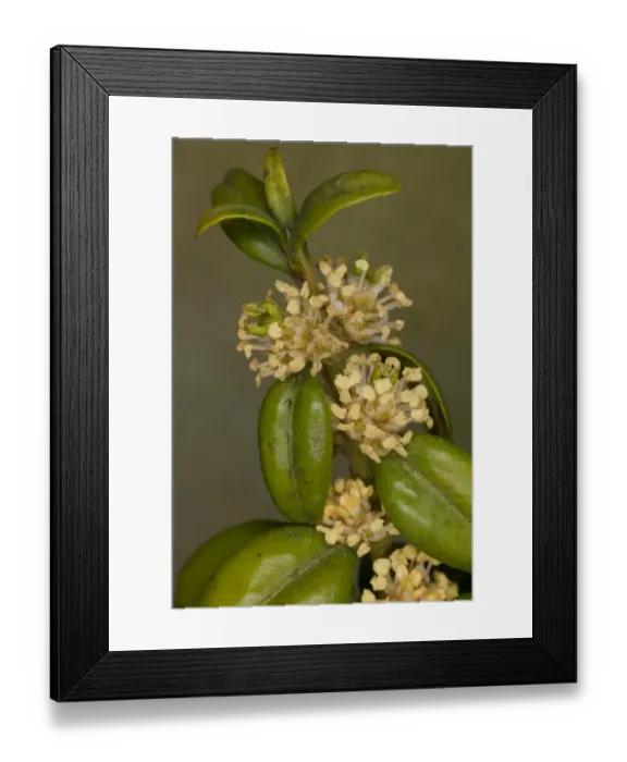 Framed Print : Box (Buxus sempervirens) close-up of flowers, England, march
