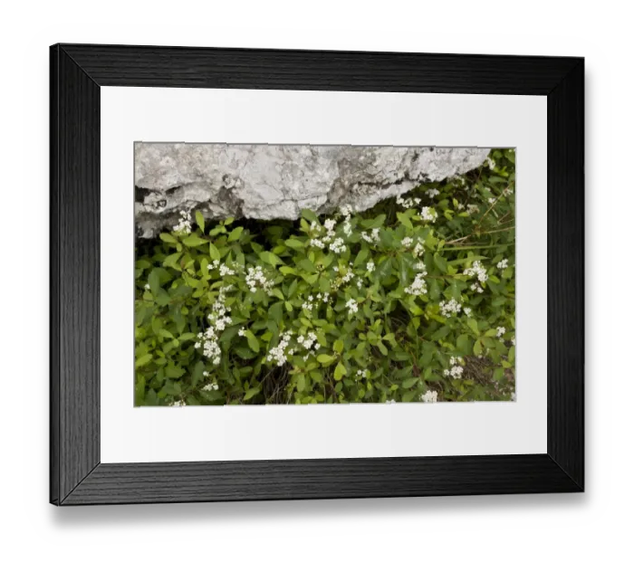 Framed Print : White Lace Spiraea (Spiraea decumbens ssp. decumbens) flowering, Slovenia, june Framed Print : White Lace Spiraea (Spiraea decumbens ssp. decumbens) flowering, Slovenia, june