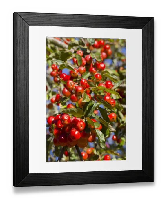 Framed Print : Cultivated Crabapple (Malus sp. ) fruit, on tree in sunshine, Dorset, England, october Framed Print : Cultivated Crabapple (Malus sp. ) fruit, on tree in sunshine, Dorset, England, october