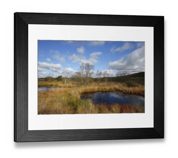 Framed Print : Raised bog habitat with birch and willow trees, Cors Caron, Ceredigion, Wales, october