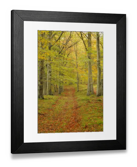 Framed Print : Common Beech (Fagus sylvatica) track through woodland habitat, leaves in autumn colour, near Edzell, Angus, Scotland Framed Print : Common Beech (Fagus sylvatica) track through woodland habitat, leaves in autumn colour, near Edzell, Angus, Scotland