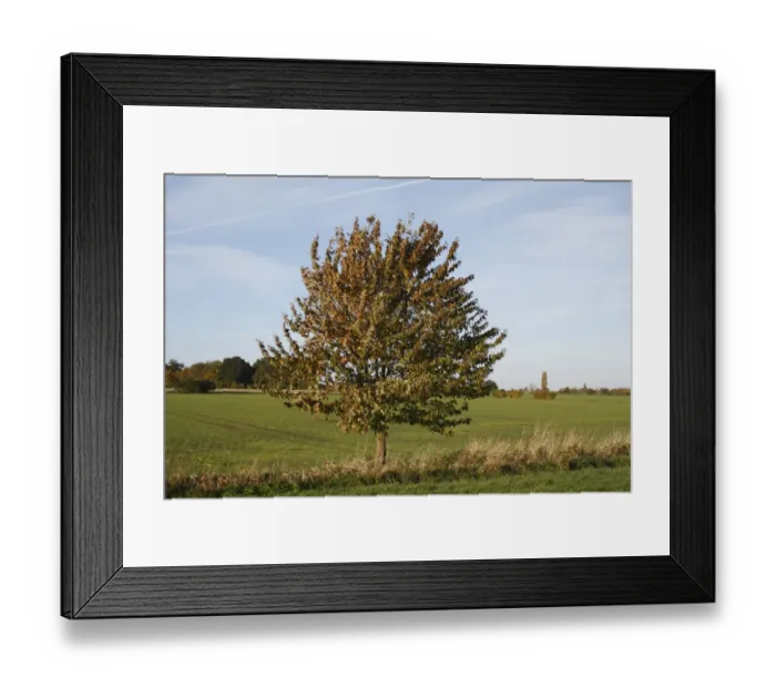 Framed Print : Wild Cherry (Prunus avium) habit, growing at edge of field in arable farmland, Wickham Skeith, Suffolk, England