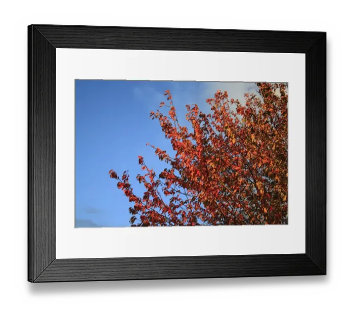 Framed Print : Wild Cherry (Prunus avium) leaves in autumn colour, Bacton, Suffolk, England, october Framed Print : Wild Cherry (Prunus avium) leaves in autumn colour, Bacton, Suffolk, England, october