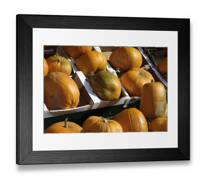 Framed Print : Pumpkin (Cucurbita sp. ) fruit, Halloween pumpkins for sale in shop, Bakewell, Derbyshire, England, october Framed Print : Pumpkin (Cucurbita sp. ) fruit, Halloween pumpkins for sale in shop, Bakewell, Derbyshire, England, october