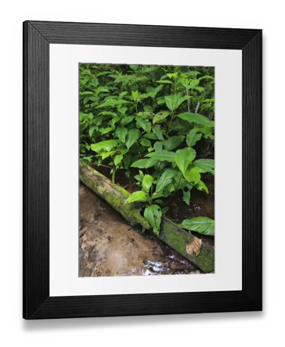 Framed Print : Tococa (Tococa sp. ) growing beside shallow water in forest, Peru Framed Print : Tococa (Tococa sp. ) growing beside shallow water in forest, Peru