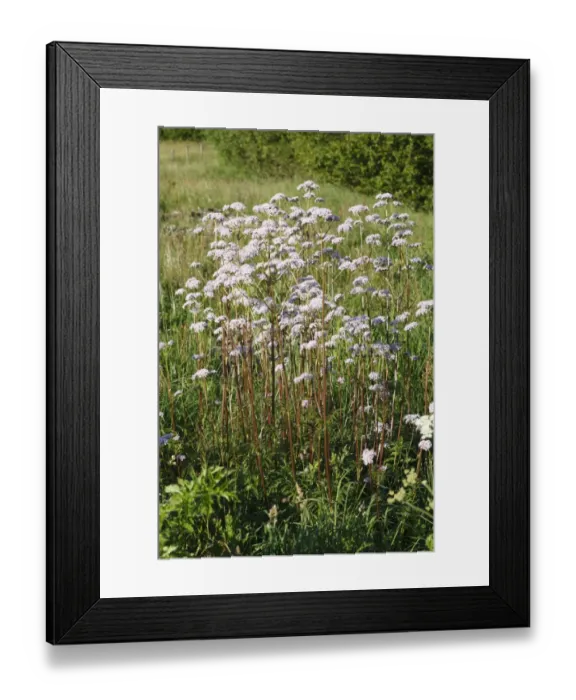 Framed Print : Common Valerian (Valeriana officinalis) flowering, Powys, Wales, june Framed Print : Common Valerian (Valeriana officinalis) flowering, Powys, Wales, june
