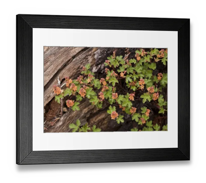Framed Print : Cascades Currant (Ribes erythrocarpum) flowering, Crater Lake N. P. Oregon, U. S. A. july Framed Print : Cascades Currant (Ribes erythrocarpum) flowering, Crater Lake N. P. Oregon, U. S. A. july