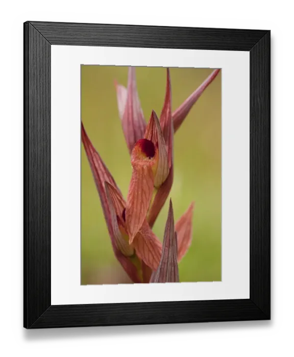 Framed Print : Long-lipped Tongue Orchid (Serapias vomeracea) close-up of flowers, Southern Italy, april