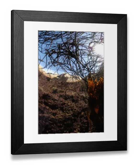 Framed Print : Sea-thong (Himanthalia elongata) underwater, growing in rockpool, Porthnanven, Cornwall, England, september Framed Print : Sea-thong (Himanthalia elongata) underwater, growing in rockpool, Porthnanven, Cornwall, England, september