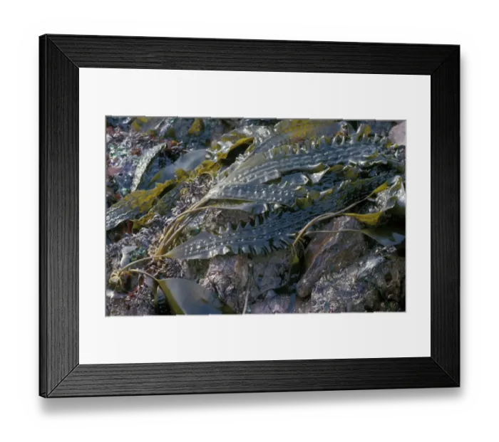 Framed Print : Sugar Kelp Seaweed (Laminaria saccharina) AKA Poor Mans Weather Glass - Causand, Plymouth Sound Framed Print : Sugar Kelp Seaweed (Laminaria saccharina) AKA Poor Mans Weather Glass - Causand, Plymouth Sound