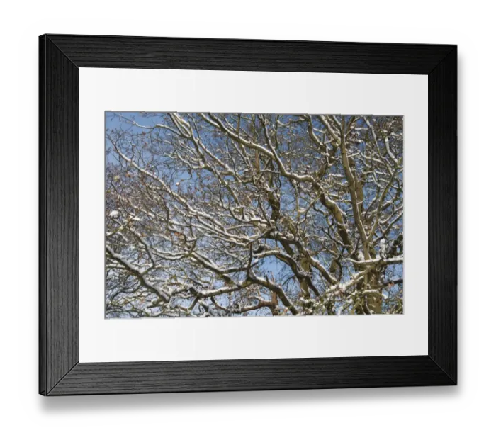 Framed Print : Common Oak (Quercus robur) snow covered branches, Kent, England, december