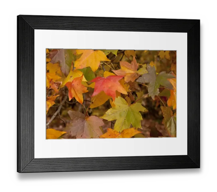 Framed Print : American Sweetgum (Liquidamber styraciflua) close-up of leaves, in autumn colour, New York State, U. S. A. november Framed Print : American Sweetgum (Liquidamber styraciflua) close-up of leaves, in autumn colour, New York State, U. S. A. november