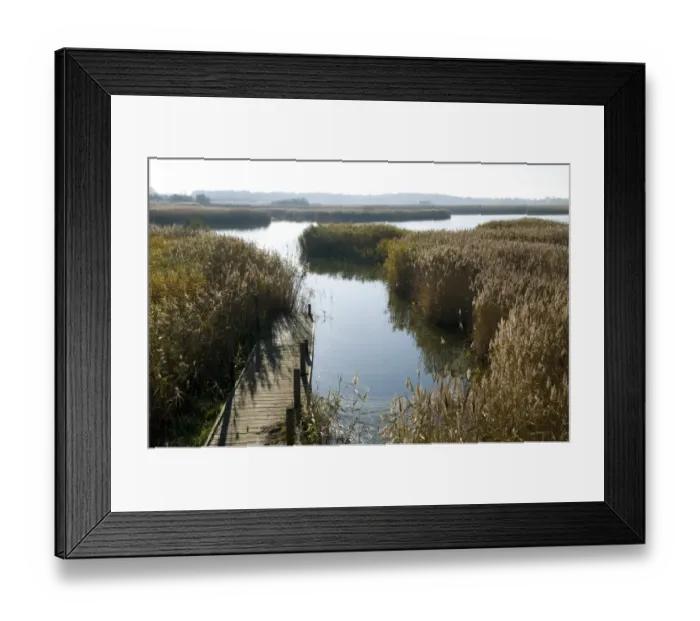 Framed Print : View of jetty in reedbed habitat, Hickling Broad Nature Reserve, River Thurne, The Broads N. P Framed Print : View of jetty in reedbed habitat, Hickling Broad Nature Reserve, River Thurne, The Broads N. P
