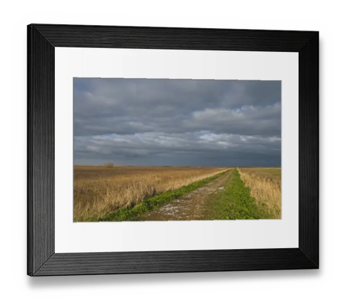 Framed Print : View of coastal reedbed habitat and stormy sky, East Bank, Cley Marshes, Cley-next-the-sea, Norfolk, England, winter