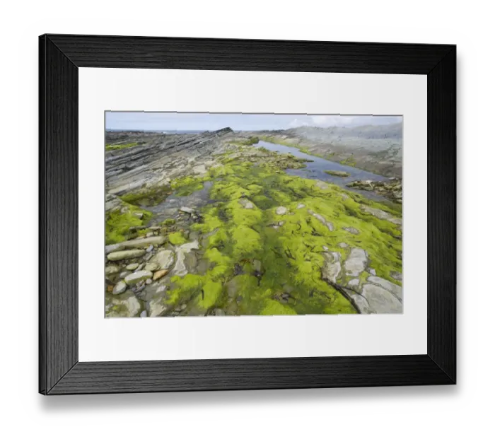 Framed Print : Seaweed in tidepool on rocky shore, Brough Head, Mainland, Orkney, Scotland, june