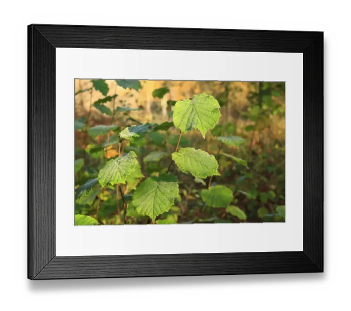 Framed Print : Common Hazel (Corylus avellana) close-up of leaves, growing in ancient woodland, Wolves Wood RSPB Reserve, Hadleigh Framed Print : Common Hazel (Corylus avellana) close-up of leaves, growing in ancient woodland, Wolves Wood RSPB Reserve, Hadleigh