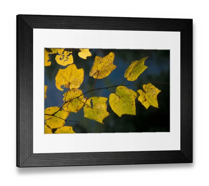 Framed Print : Striped Maple (Acer pensylvanicum) Backlit in Fall / Autumn colour - Appalachians USA Framed Print : Striped Maple (Acer pensylvanicum) Backlit in Fall / Autumn colour - Appalachians USA