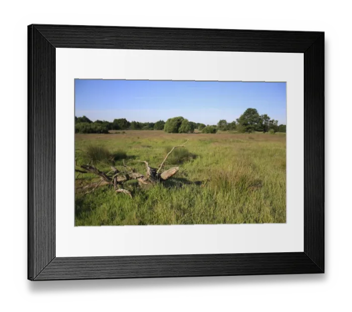 Framed Print : View of rough pasture habitat with rushes and decaying tree stump, Roydon, Upper Waveney Valley, Norfolk, England, june
