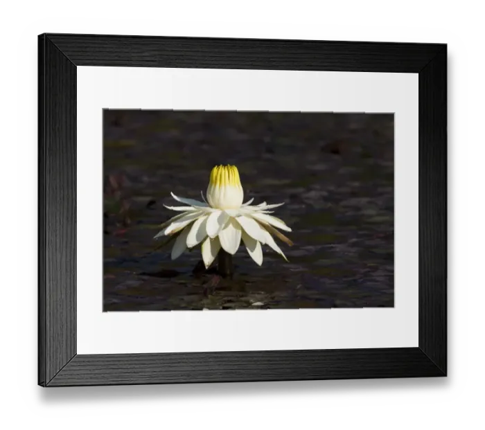 Framed Print : Night-blooming Waterlily (Nymphaea lotus) flower, fully open in late afternoon, Okavango Delta, Botswana Framed Print : Night-blooming Waterlily (Nymphaea lotus) flower, fully open in late afternoon, Okavango Delta, Botswana