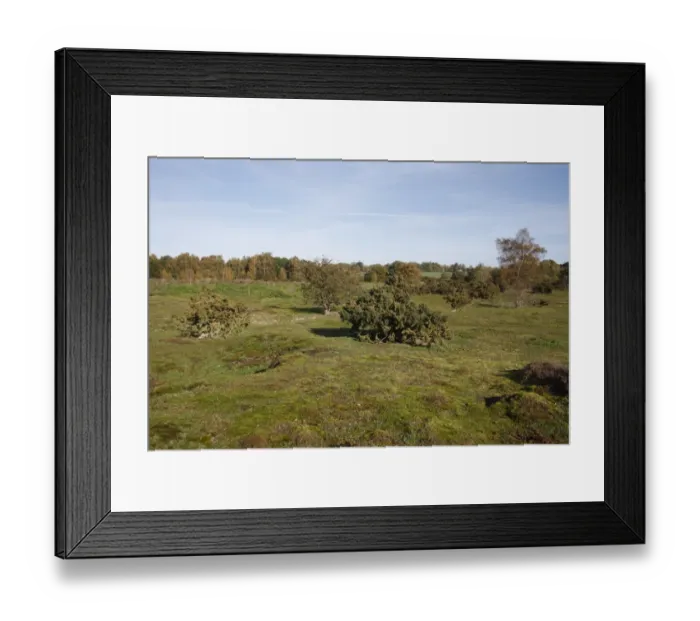 Framed Print : View of habitat on lowland heathland reserve, Wortham Ling, Suffolk, England, october Framed Print : View of habitat on lowland heathland reserve, Wortham Ling, Suffolk, England, october