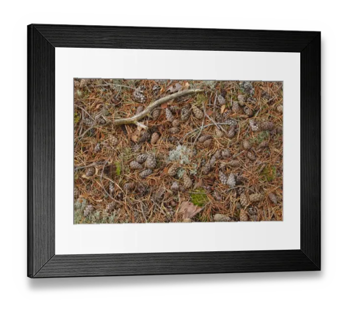 Framed Print : Scots Pine (Pinus sylvestris) fallen cones and needles, Muir of Dinnet National Nature Reserve, Deeside, Aberdeenshire Framed Print : Scots Pine (Pinus sylvestris) fallen cones and needles, Muir of Dinnet National Nature Reserve, Deeside, Aberdeenshire