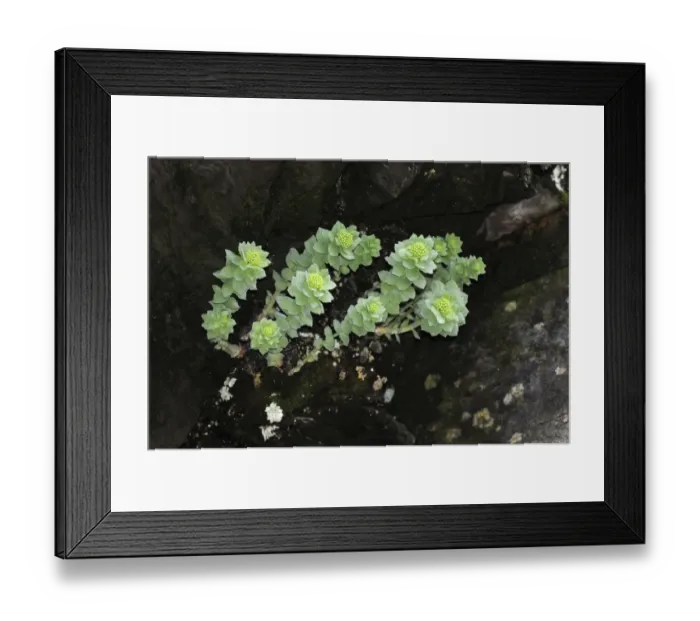 Framed Print : Roseroot (Rhodiola rosea) flowering, growing on rocky cliff, Varanger, Norway, may Framed Print : Roseroot (Rhodiola rosea) flowering, growing on rocky cliff, Varanger, Norway, may
