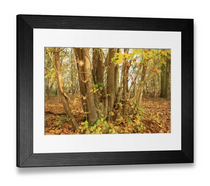 Framed Print : Field Maple (Acer campestre) coppiced trunk, growing in ancient woodland, Wolves Wood RSPB Reserve, Hadleigh, Suffolk