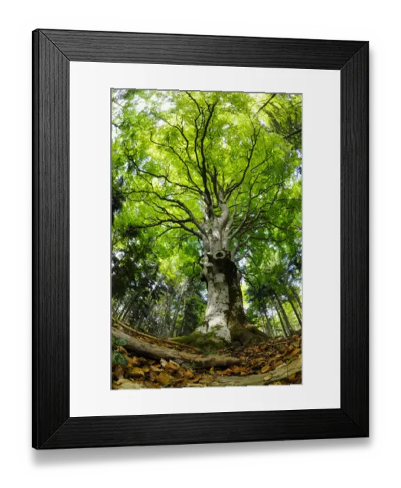 Framed Print : Common Beech (Fagus sylvatica) habit, growing in woodland habitat, Italy, may Framed Print : Common Beech (Fagus sylvatica) habit, growing in woodland habitat, Italy, may