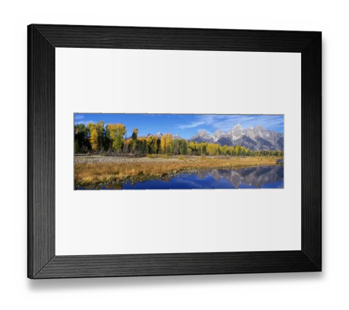 Framed Print : Cottonwood Trees (Populus balsamifera) In autumn / fall colour - Grand Teton National Park, USA Framed Print : Cottonwood Trees (Populus balsamifera) In autumn / fall colour - Grand Teton National Park, USA