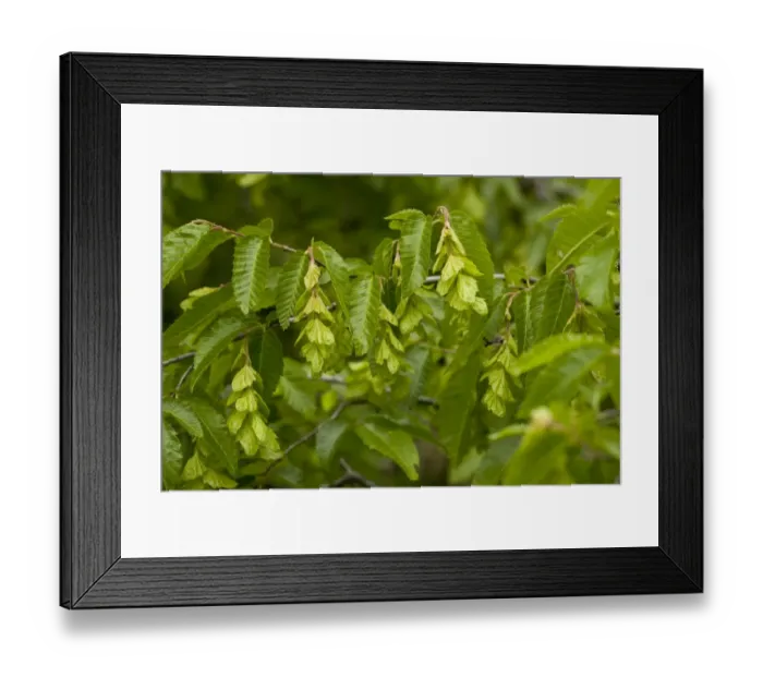 Framed Print : Oriental Hornbeam (Carpinus orientalis) close-up of leaves and fruit, Bulgaria, may Framed Print : Oriental Hornbeam (Carpinus orientalis) close-up of leaves and fruit, Bulgaria, may
