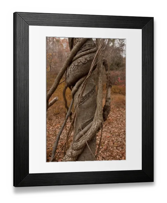 Framed Print : Oriental Staff Vine (Celastrus orbiculatus) introduced invasive species, vines strangling host birch tree in woodland Framed Print : Oriental Staff Vine (Celastrus orbiculatus) introduced invasive species, vines strangling host birch tree in woodland