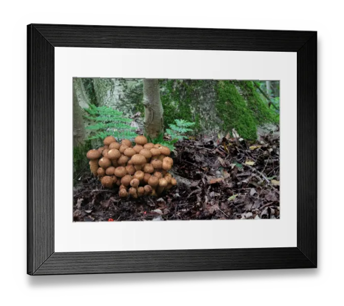 Framed Print : Shaggy Scalycap (Pholiota squarrosa) fruiting bodies, growing at base of Rowan (Sorbus aucuparia) in woodland Framed Print : Shaggy Scalycap (Pholiota squarrosa) fruiting bodies, growing at base of Rowan (Sorbus aucuparia) in woodland