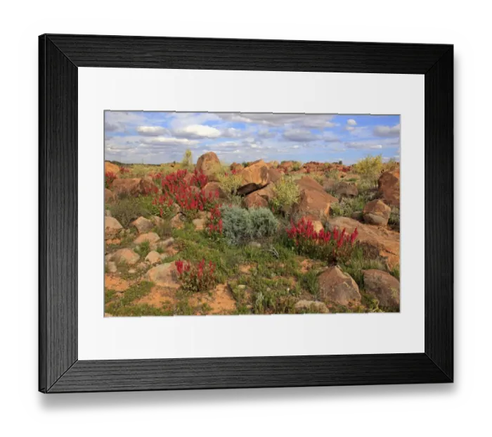 Framed Print : Bladderdock (Rumex vesicarius) introduced species, flowering, growing amongst rocks in desert habitat, Sturt N. P Framed Print : Bladderdock (Rumex vesicarius) introduced species, flowering, growing amongst rocks in desert habitat, Sturt N. P