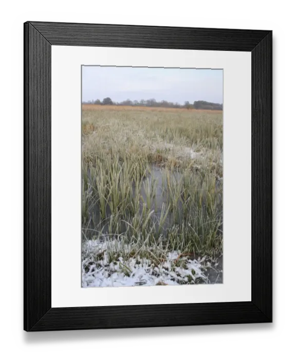 Framed Print : View of frozen sedge and reedbed habitat in snow, in river valley fen, Redgrave and Lopham Fen N. N. R Framed Print : View of frozen sedge and reedbed habitat in snow, in river valley fen, Redgrave and Lopham Fen N. N. R